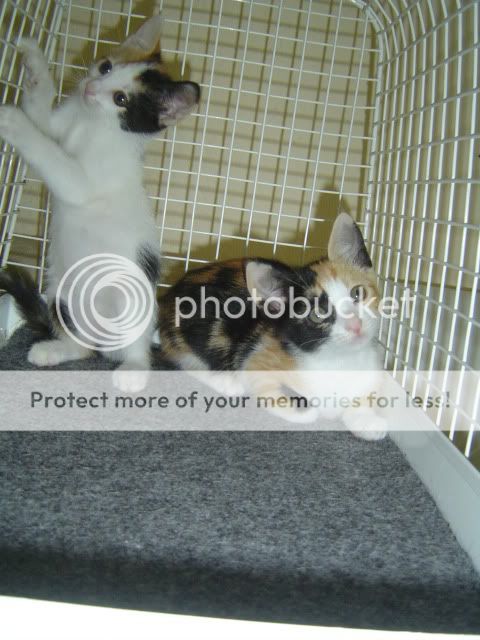 Kittens048.jpg