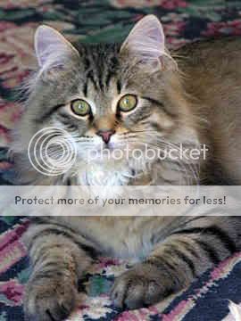 siberian-cat-0038.jpg