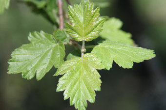 XMalosorbus_fylla-1.jpg