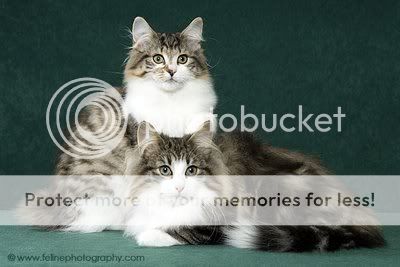 NorwegianForestCat2.jpg