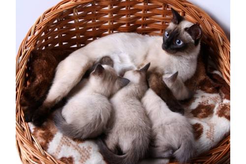 traditional-siamese3.jpg