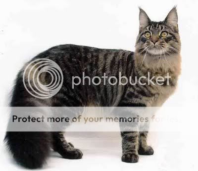 626_Maine-coon.jpg
