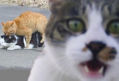 cat_photobomb_20091011_1676495181.jpg