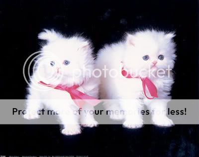 diane-leis-white-kittens.jpg