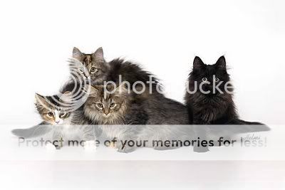 norwegain-forest-4-kittens1.jpg