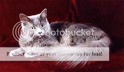 Nebelung-Cat1.jpg