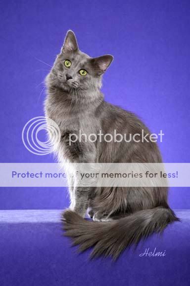 nebelung-cat.jpg