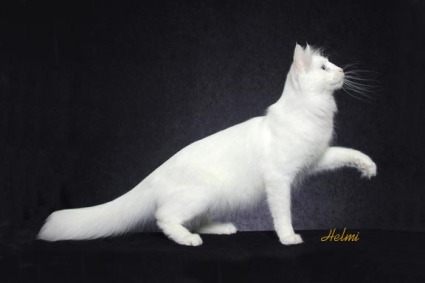 turkish-angora-cat-0.jpg