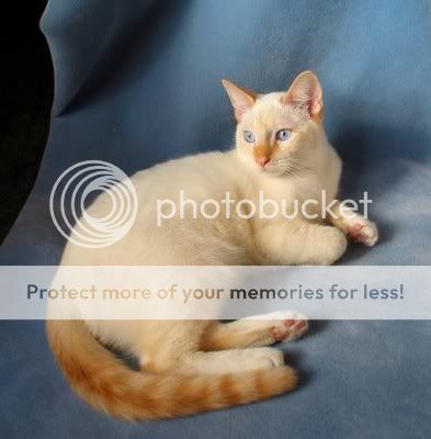 flame-point-siamese-cat-bonsaibutte.jpg