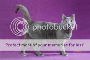 Chartreux-cat-Spenser-1.jpg