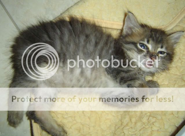 Kittens028.jpg