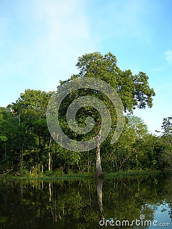 tropical-forest-on-the-amazon-river-thumb1101035.jpg