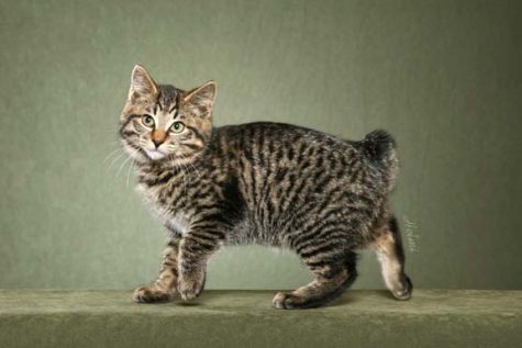 kurilian-bobtail-header.jpg