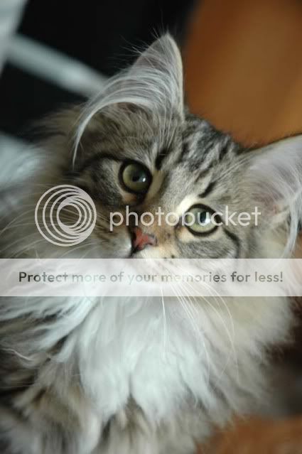Norwegian_Forest_Cat_Portrait.jpg