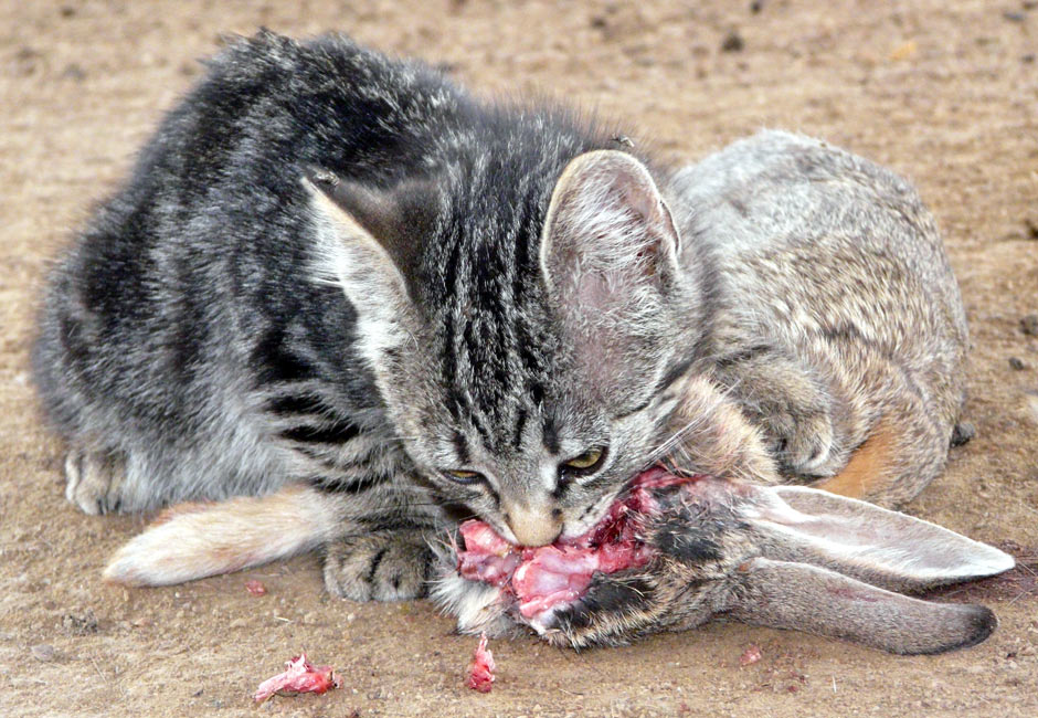 Feral-kitten-eating-adult-cottontail-rabbit.jpg