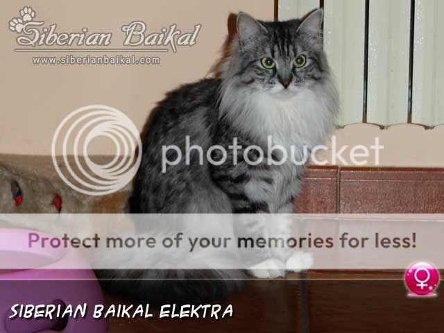 siberianbaikal_elektra.jpg