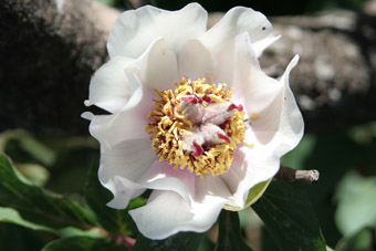 Paeonia_mascula_hellenica-1.jpg