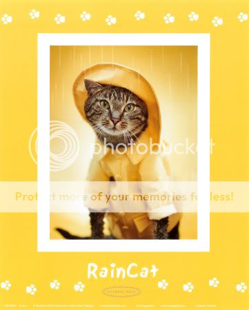 rachael-hale-rain-cat.jpg