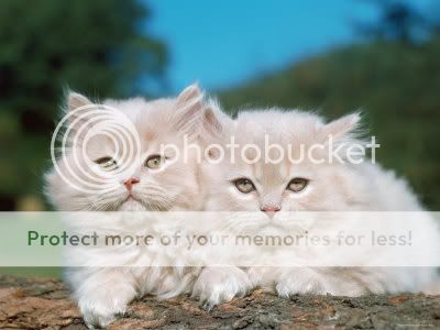 reinhard-two-persian-cats-kittens-f.jpg