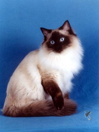 ragdoll_selia_odin_of_calaquendi1.jpg