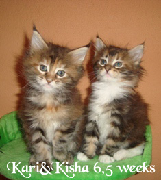 kari-kisha6_5wks8.jpg