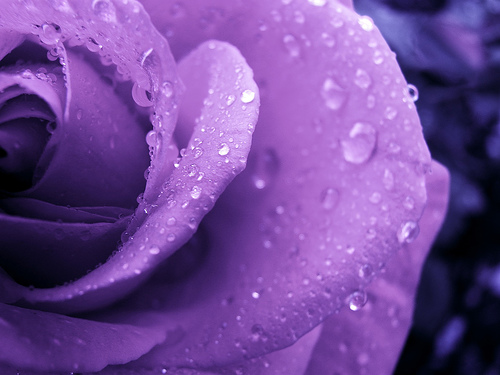 purple-rose-by-bpbp-on-flickr.jpg