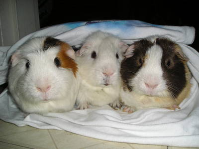 Guinea-pigs11.jpg