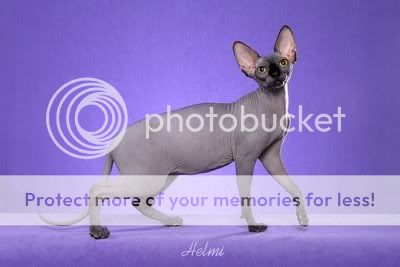 sphynx-cat-1.jpg
