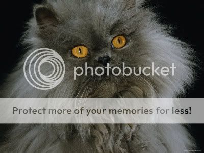 jane-burton-domestic-cat-blue-persi.jpg