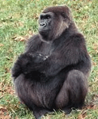gorilla2.gif