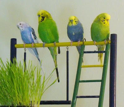 budgies.jpg