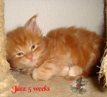 jazz5weeks7.jpg
