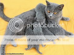 IMG_8657_chartreux.jpg