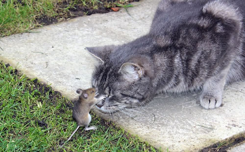 real-life-tom-jerry.jpg