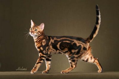 bengal-cat-ss6.jpg