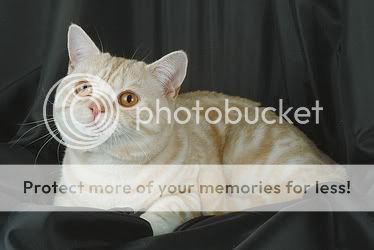 British-Shorthair-5622.jpg