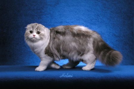 scottish-fold-333.jpg