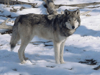 wolf1.gif