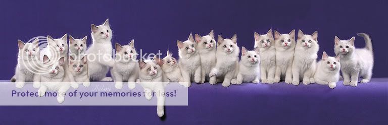 ragdoll-kittens-lots.jpg