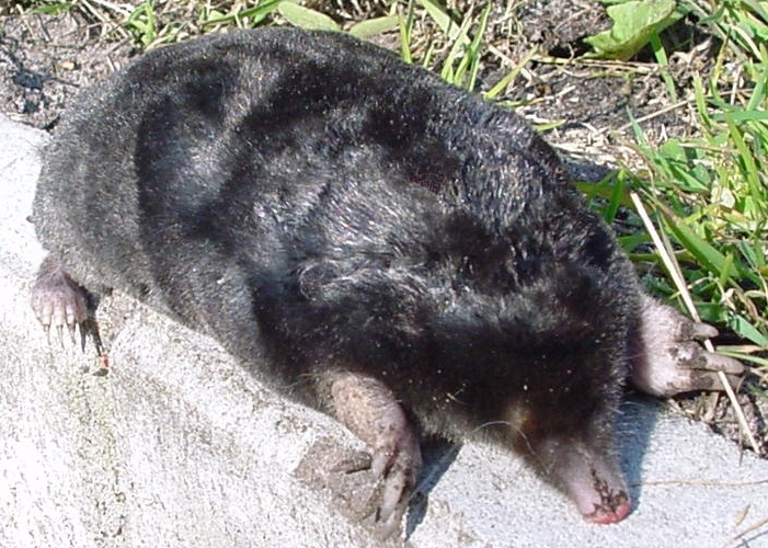 European_mole_animal.jpg