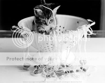 PL143Kitten-in-Spagette-Posters.jpg