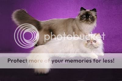 persian-cat-8.jpg