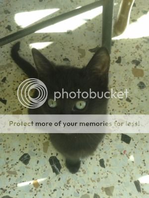 1_zps79326fd6.jpg~original