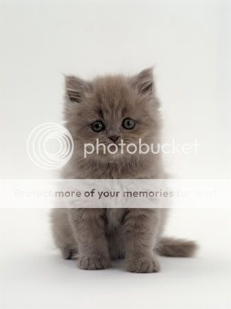 jane-burton-domestic-cat-7-week-mal.jpg