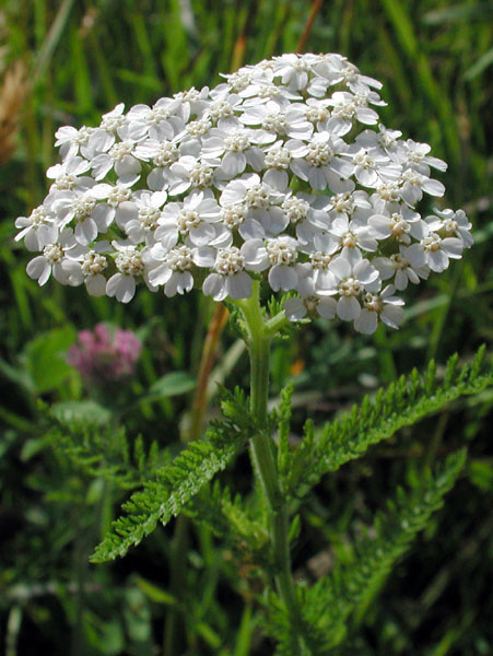 achillea_millefolium.jpg