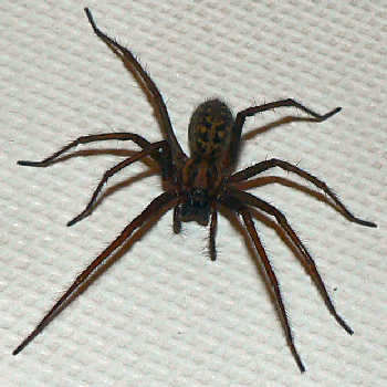 giant-house-spider1.jpg
