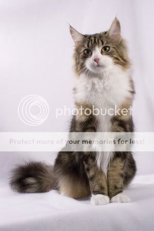 Norwegian_Forest_Cat_by_Msilushn.jpg