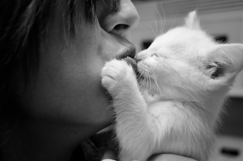 adorable-bampw-black-and-white-cat-cute-kiss-Favim.com-60448.jpg