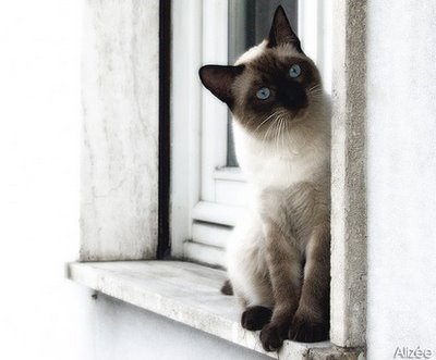 traditional-siamese-cat-picture.jpg