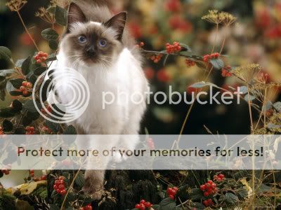 1145485Domestic-Cat-Young-Birman-Ca.jpg
